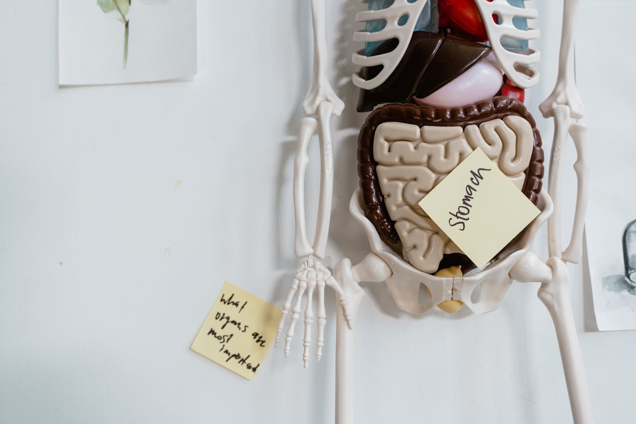 Stress e digestione: come supportare l’intestino