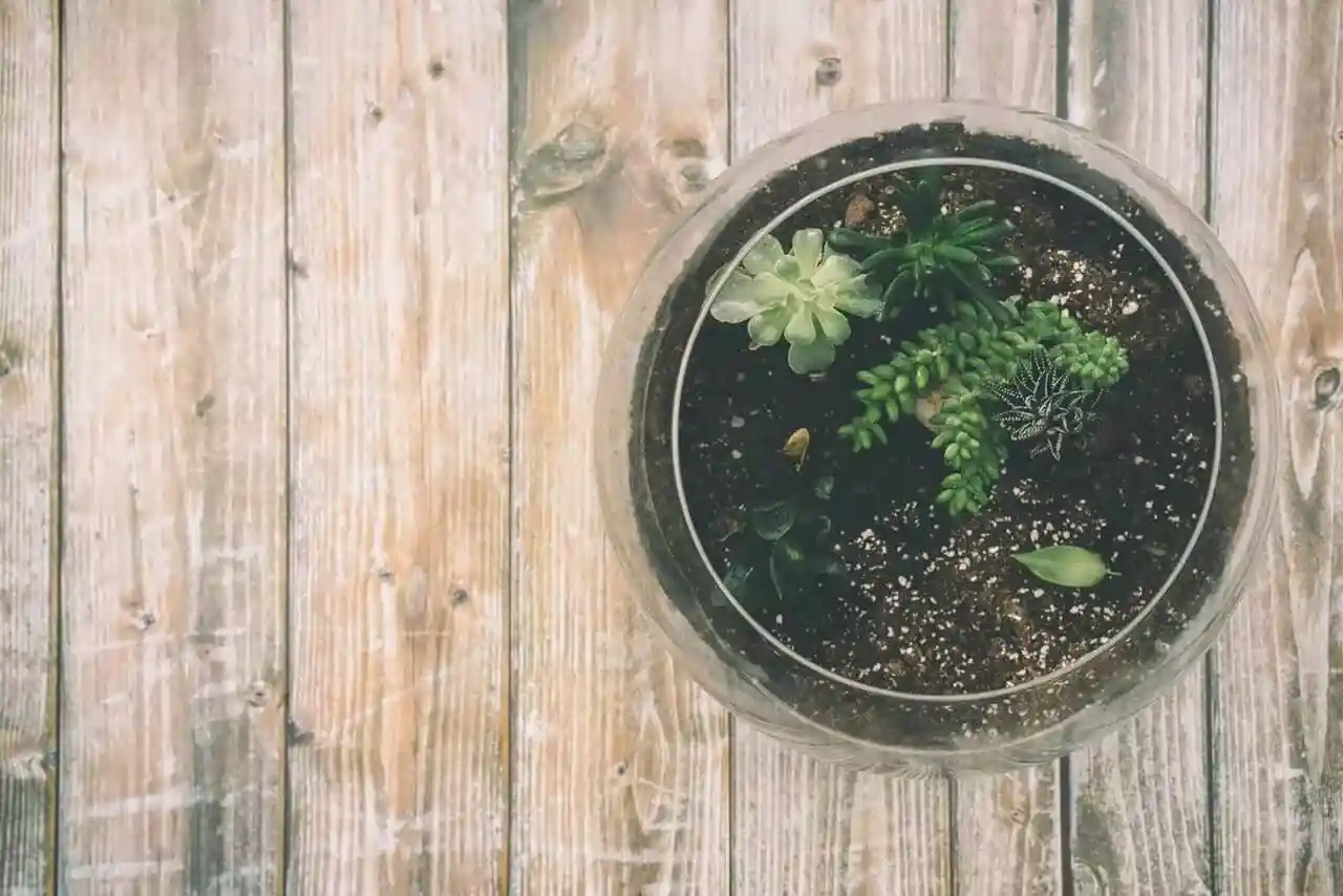 Perché assumere l’aloe?