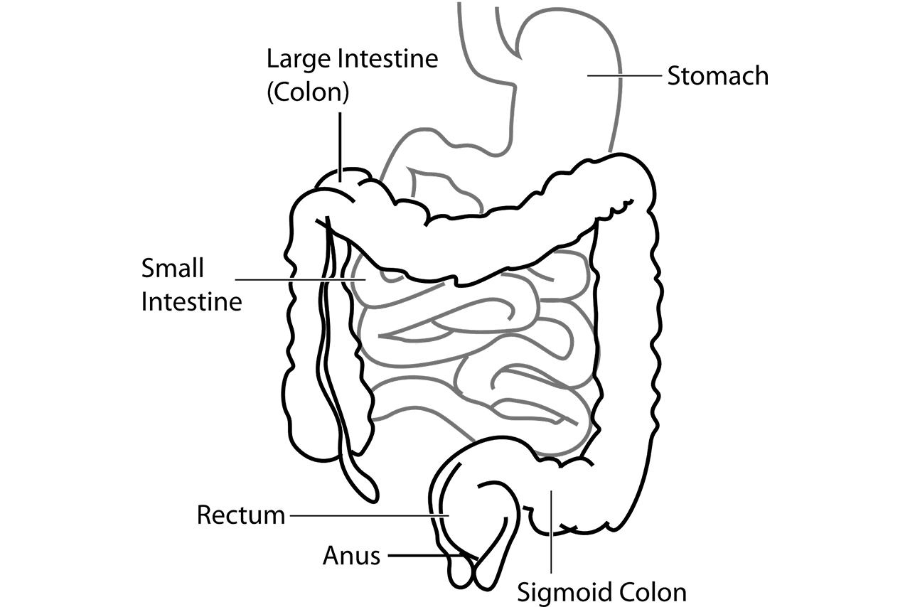 Probiotici: un intestino sano può portare a una mente sana