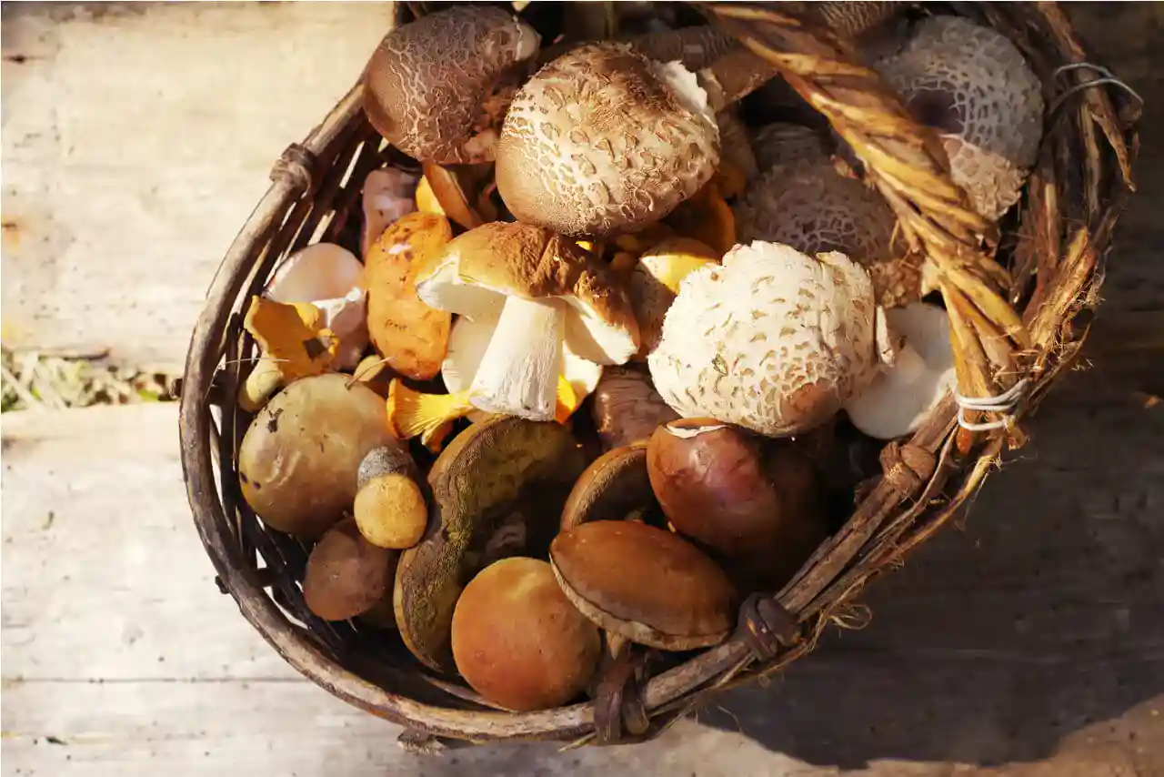 Il meraviglioso mondo dei funghi