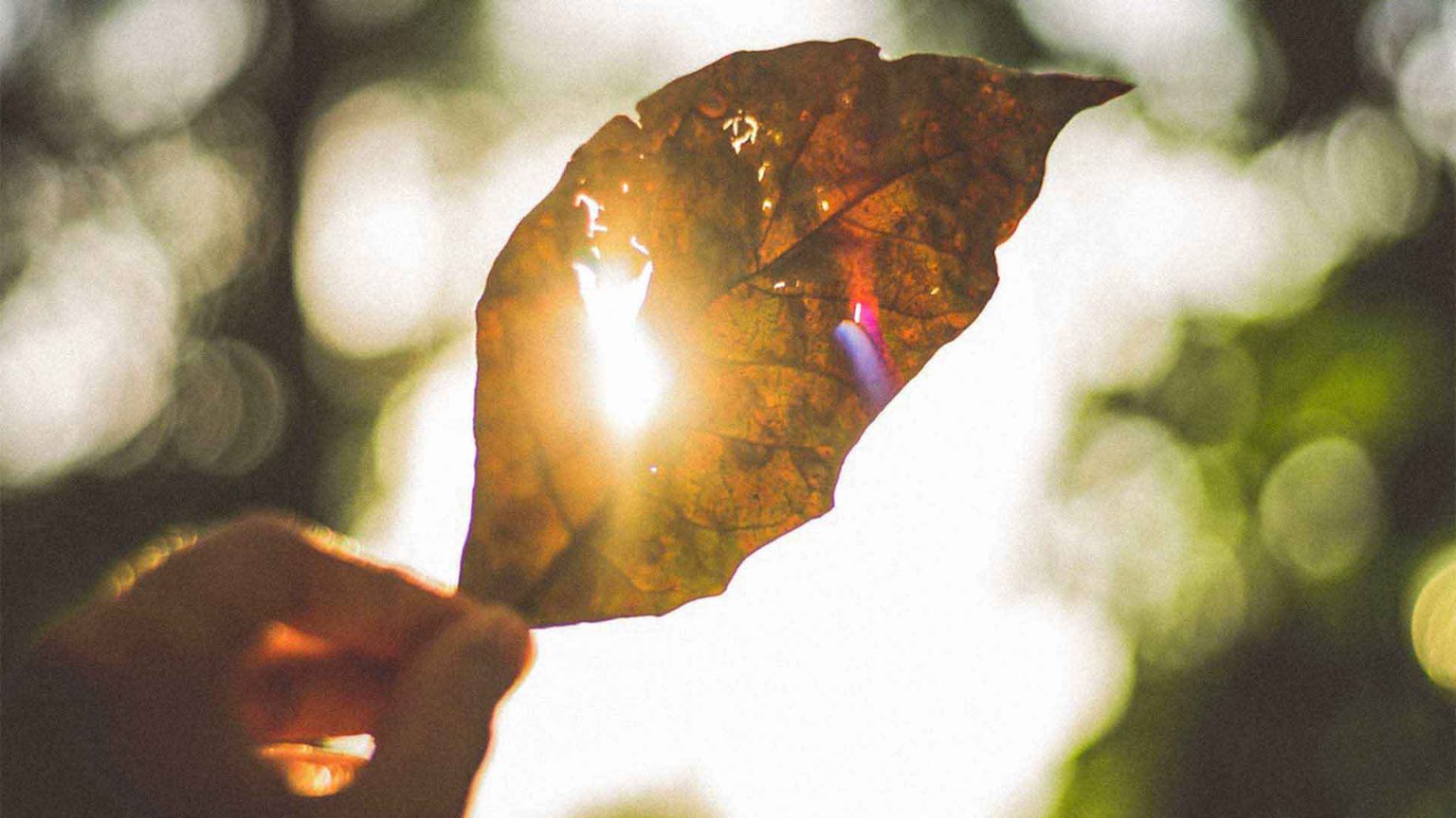 Come la vitamina D supporta la salute immunitaria